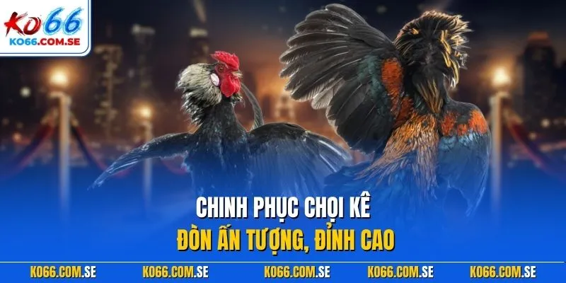 Chinh phục chọi kê đòn ấn tượng, đỉnh cao