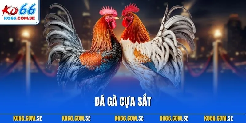 Đá gà cựa sắt