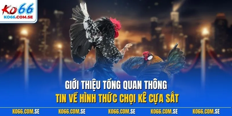 Giới thiệu tổng quan thông tin về hình thức chọi kê cựa sắt