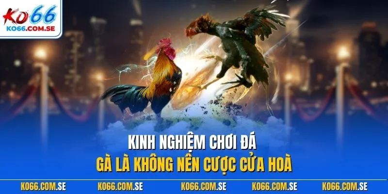 Kinh nghiệm chơi đá gà là không nên cược cửa hoà
