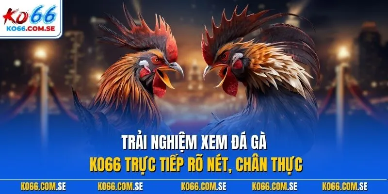 Trải nghiệm xem đá gà KO66 trực tiếp rõ nét, chân thực