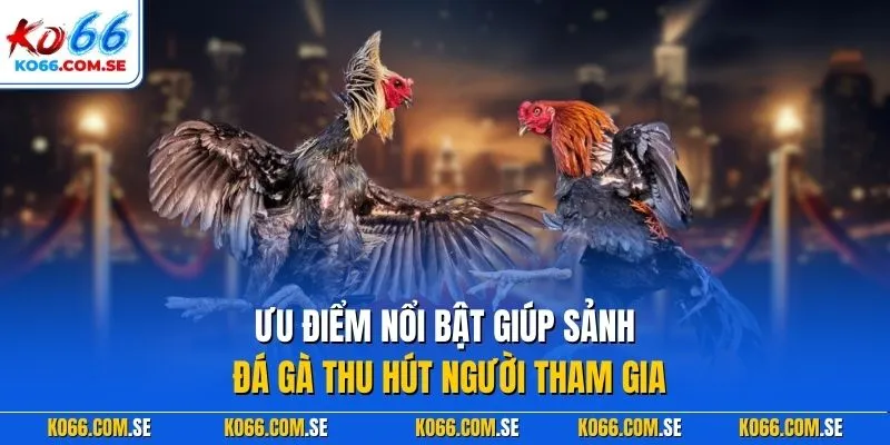 Ưu điểm nổi bật giúp sảnh đá gà thu hút người tham gia